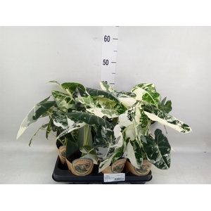 Alocasia   ...