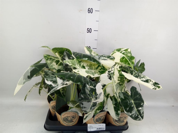 <h4>Alocasia ...</h4>