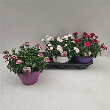 <h4>Dian Osc Gem</h4>