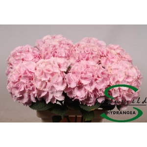 Hydrangea lollipop pink