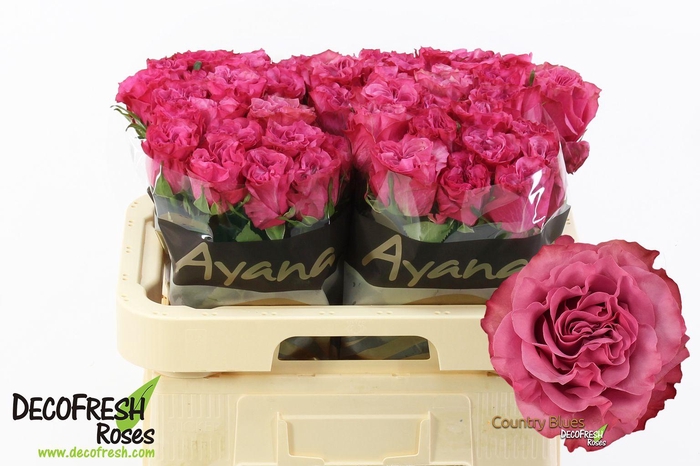 <h4>R Gr Country Blues</h4>