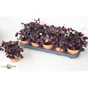 OXALIS TRIANGULARIS
