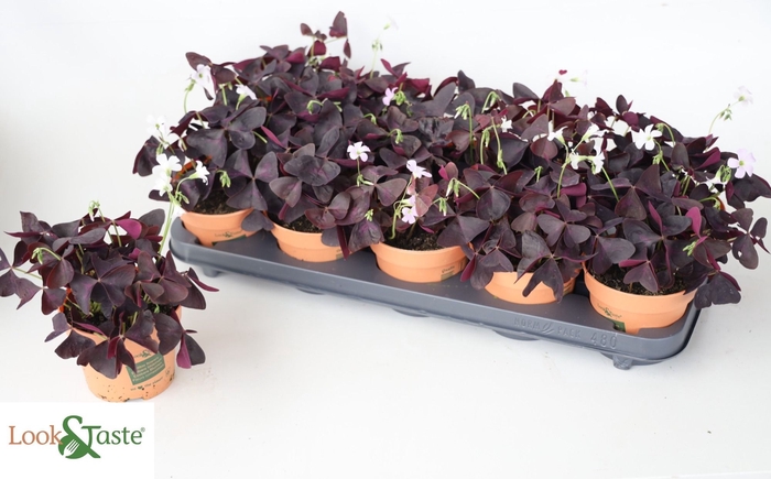 <h4>OXALIS TRIANGULARIS</h4>