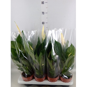 Spathiphyllum  'Sweet Chico'
