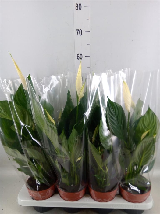 <h4>Spathiphyllum  'Sweet Chico'</h4>