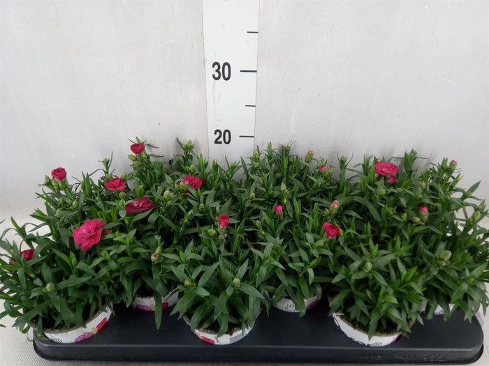 <h4>Dianthus  'Oscar Red'</h4>