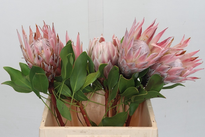 <h4>Protea Cynaroides</h4>