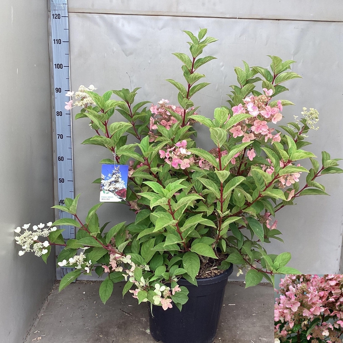 <h4>HYDR PANICULATA</h4>