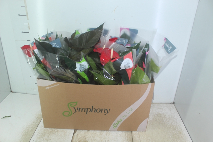 <h4>ANTHURIUM VARIADO P15</h4>