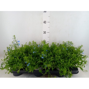 Lobelia erin. 'Richardii'