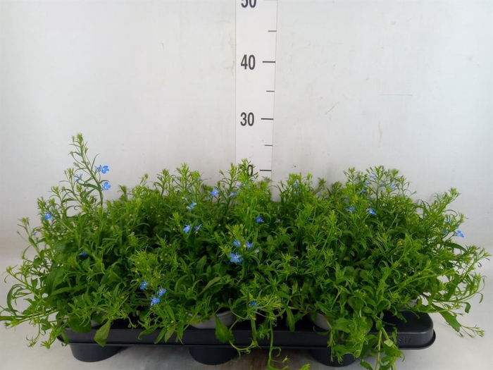 <h4>Lobelia erin. 'Richardii'</h4>