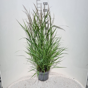 Panicum virgatum Squaw