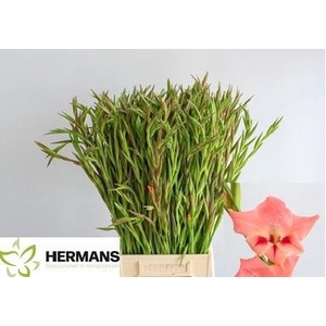 Glad Kl Nathalie Hermans