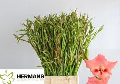 <h4>Glad Kl Nathalie Hermans</h4>