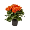 BEGONIA P15 LARANJA