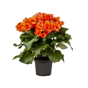 BEGONIA P15 LARANJA