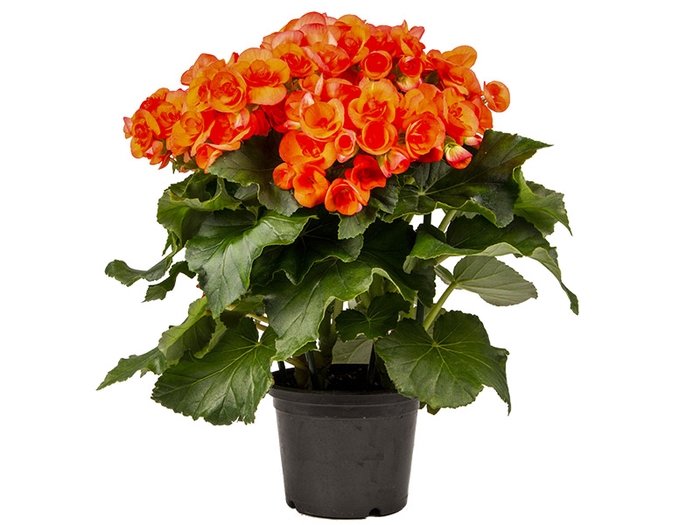 <h4>BEGONIA P15 LARANJA</h4>