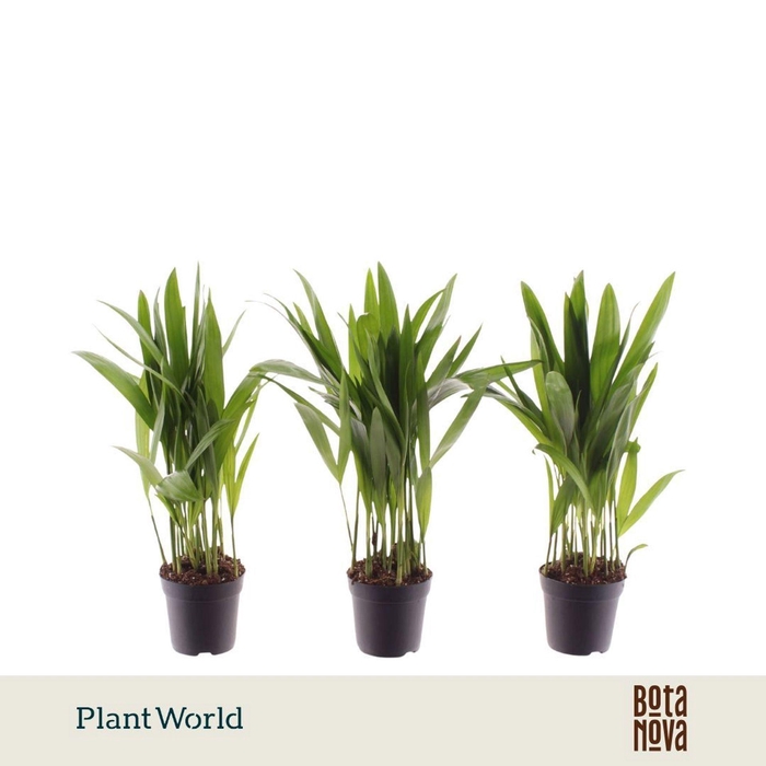 <h4>Chrysalidocarpus</h4>