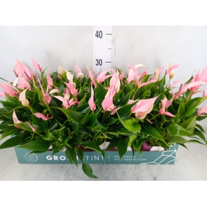 Anthurium andr. 'Lilli'