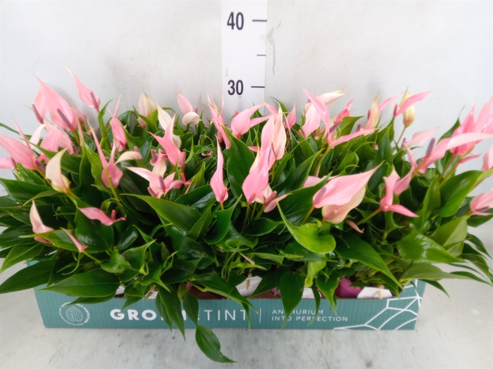 <h4>Anthurium andr. 'Lilli'</h4>