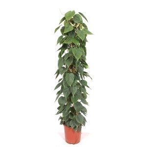 Philodendron scandens