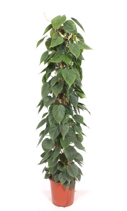 <h4>Philodendron scandens</h4>