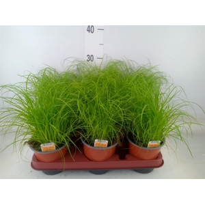 Cyperus alternifolius 'Zumula'