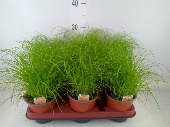 <h4>Cyperus alternifolius 'Zumula'</h4>