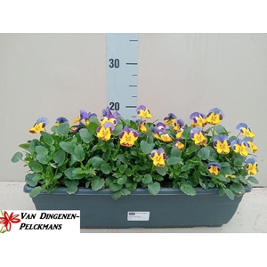 VIO CO EM YEL B J UP