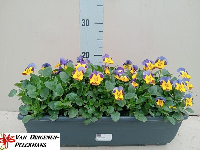 <h4>VIO CO EM YEL B J UP</h4>