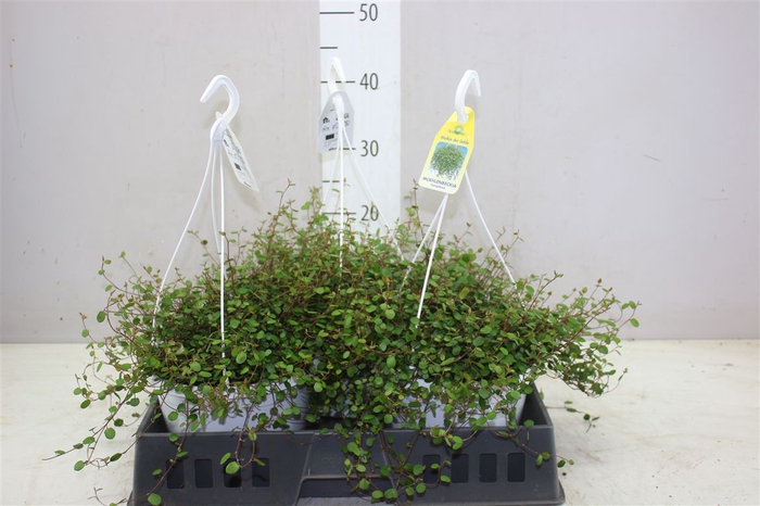 <h4>Muehlenbeckia Hang</h4>