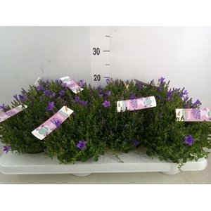 Campanula porten. 'Ambella In Prpl'