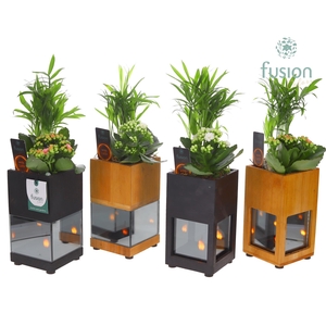 Houten LED planter met vlam met arrangement