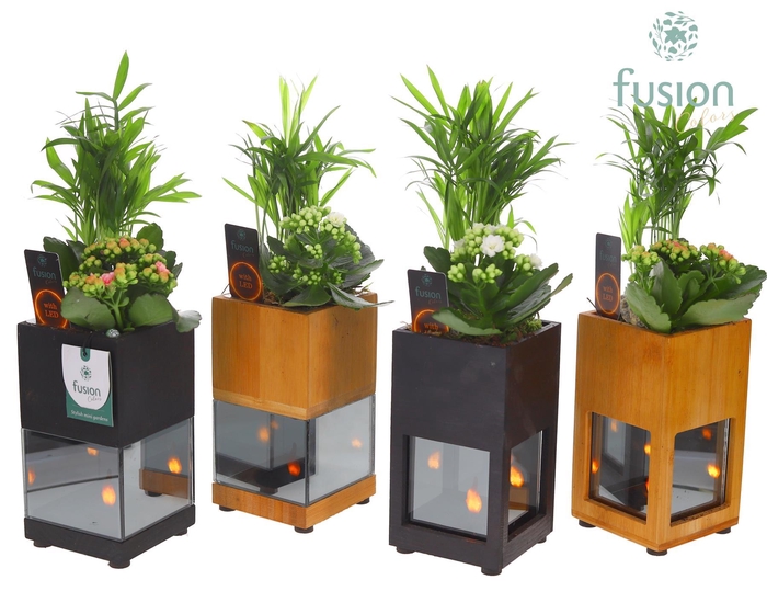 <h4>Houten LED planter met vlam met arrangement</h4>