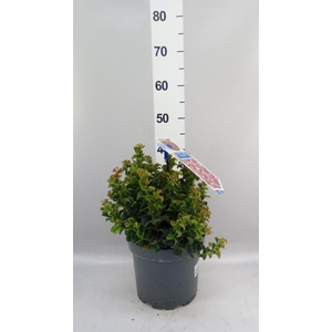Leucothoe axillaris 'Curly Red'