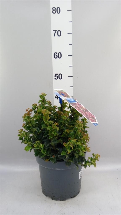 <h4>Leucothoe axillaris 'Curly Red'</h4>