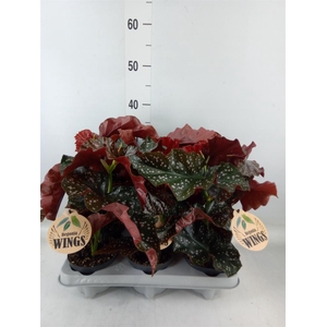 Begonia maculata
