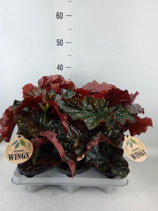 <h4>Begonia maculata</h4>