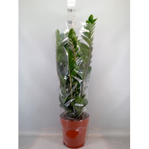 Zamioculcas zamiifolia