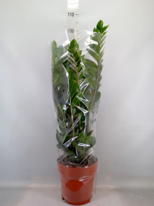 <h4>Zamioculcas zamiifolia</h4>