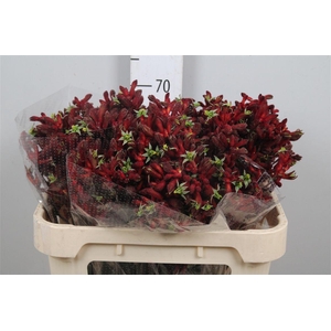 Anigoz Early Spring