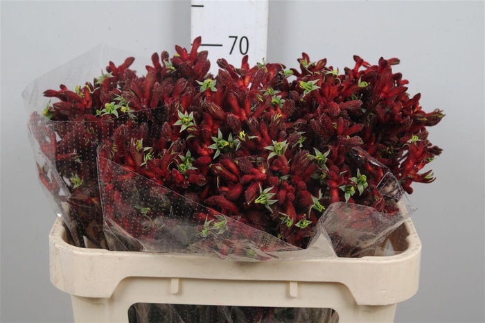 <h4>Anigoz Early Spring</h4>