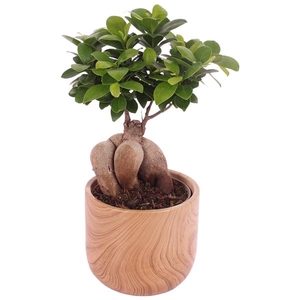 Ficus m. Ginseng Ball Shape Ø12cm in Ø14cm Ceramic NT565