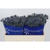 Eryngium Blue Dynamite