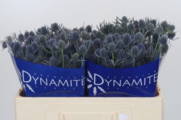 <h4>Eryngium Blue Dynamite</h4>