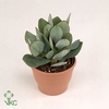 Crassula arborescens cristaat 32Ø 70cm