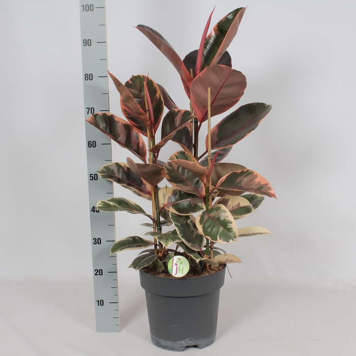 <h4>FIC EL BELIZE</h4>