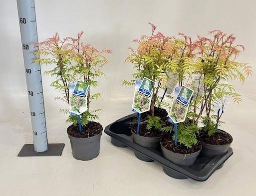 <h4>SORBARIA SORB SEM</h4>