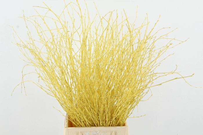 <h4>Betula Bs Yellow FST</h4>