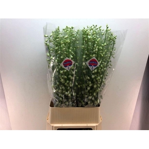 DELPH DU GUARD LAVEN